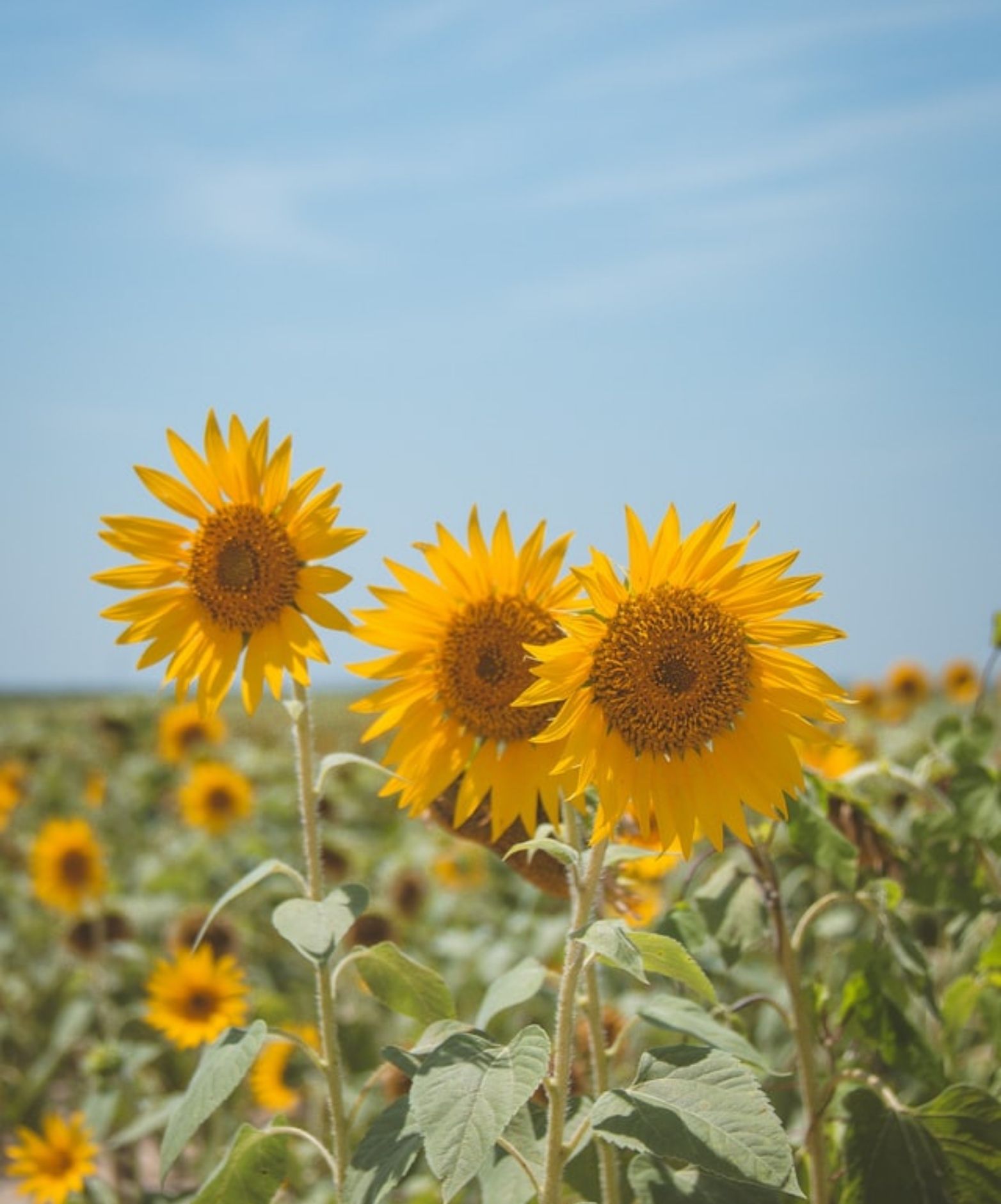 Sunflower: Consciência Ambiental no Desenvolvimento de Soluções de Higiene